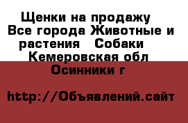 Щенки на продажу - Все города Животные и растения » Собаки   . Кемеровская обл.,Осинники г.